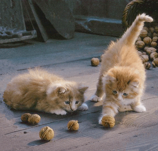 cats-nuts