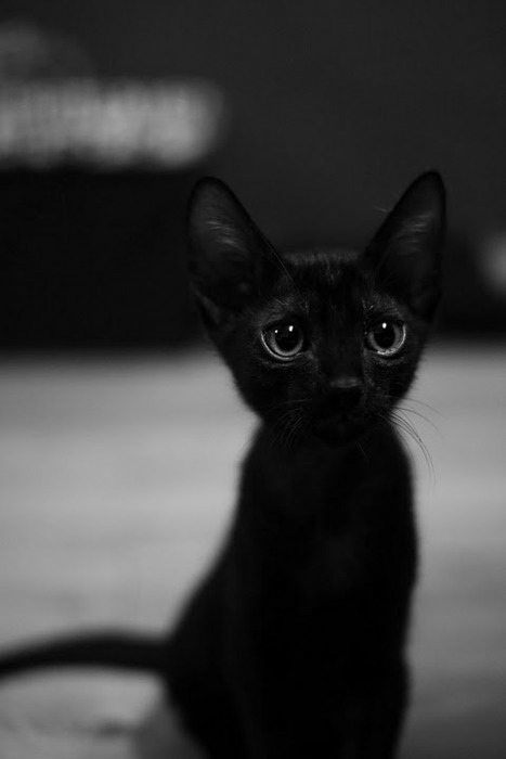 kito
