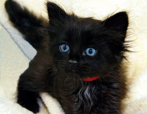 kitten