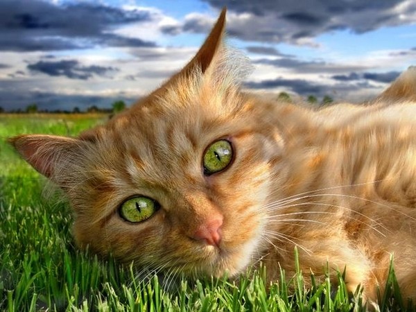 nature