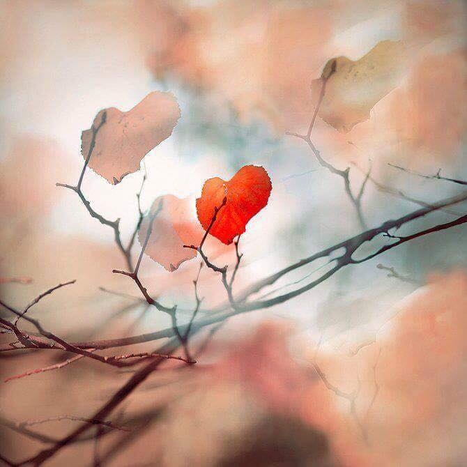 leafHeart